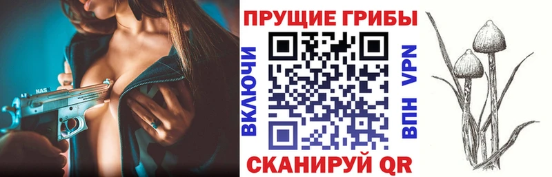 как найти закладки  Каргополь  блэк спрут как войти  Псилоцибиновые грибы ЛСД 